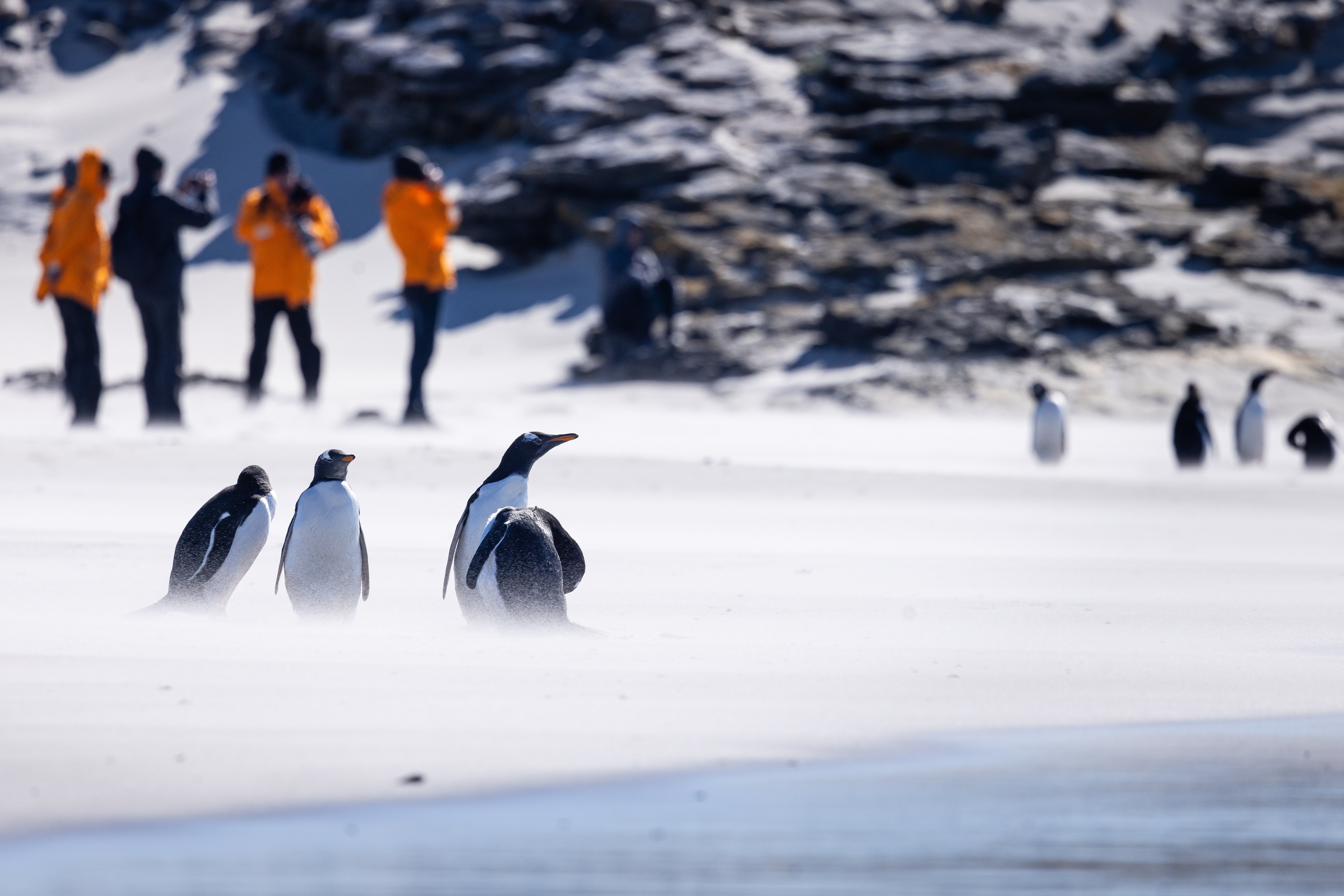 Falklands_Bluff-Cove_gentoo, penguin_MUnterharnscheidt_25Feb2024_018