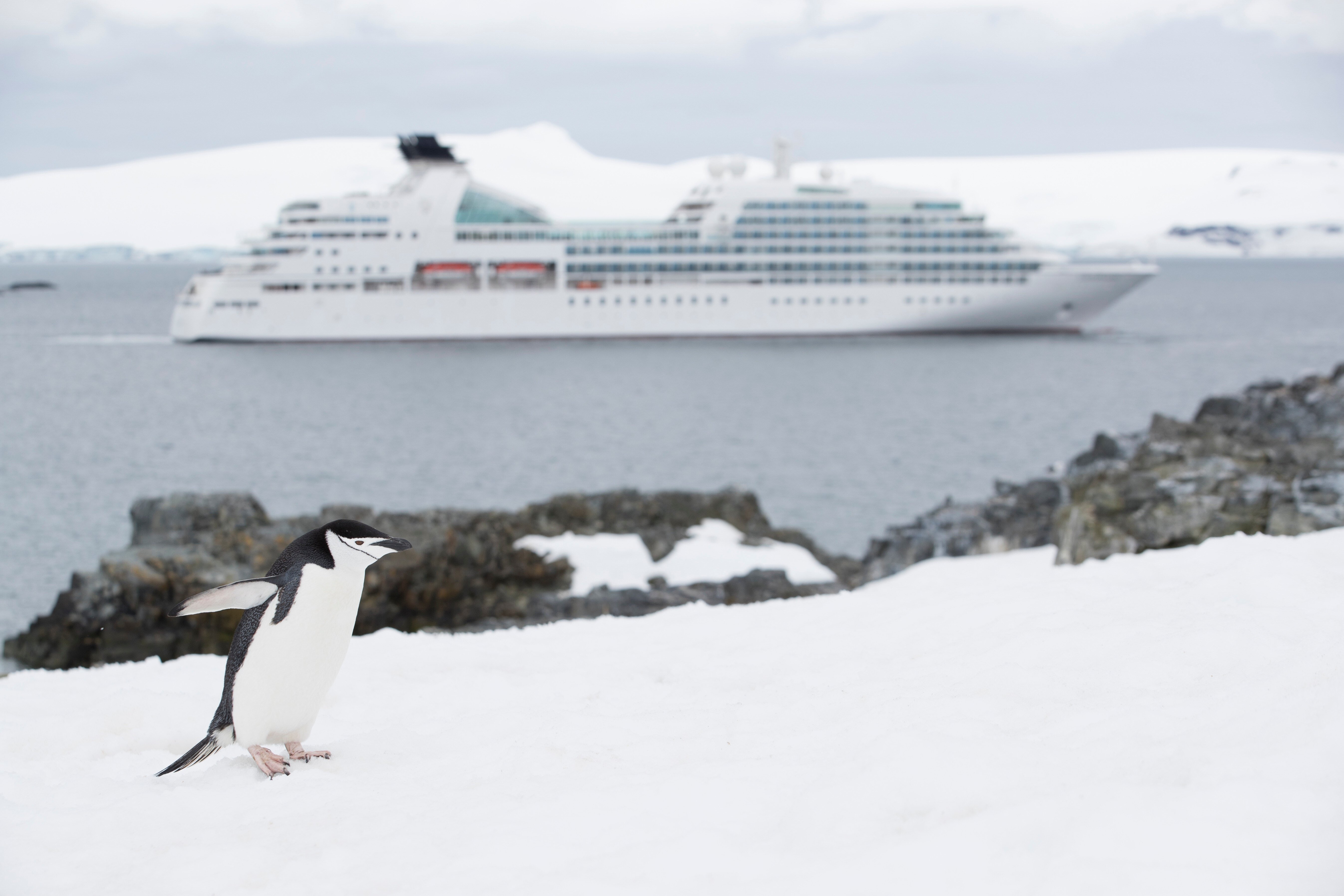 SBN-RSAY17-Wildlife-Chinstrap Penguin-Seabourn Quest-Half Moon Island-1